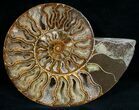 Split Ammonite Fossil (Half) #6888-1
